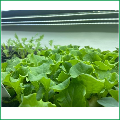 Arianetech green lettuce matured seedling 2